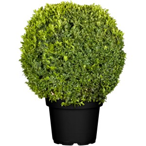 Buchsbaum Kugel (Buxus sempervirens) im Topf, Höhe 25-30 cm, Formgehölz.
