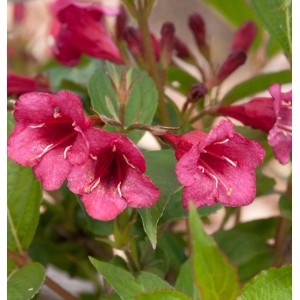 Nahaufnahme der rubinroten Blüten der Weigelie Bristol Ruby.