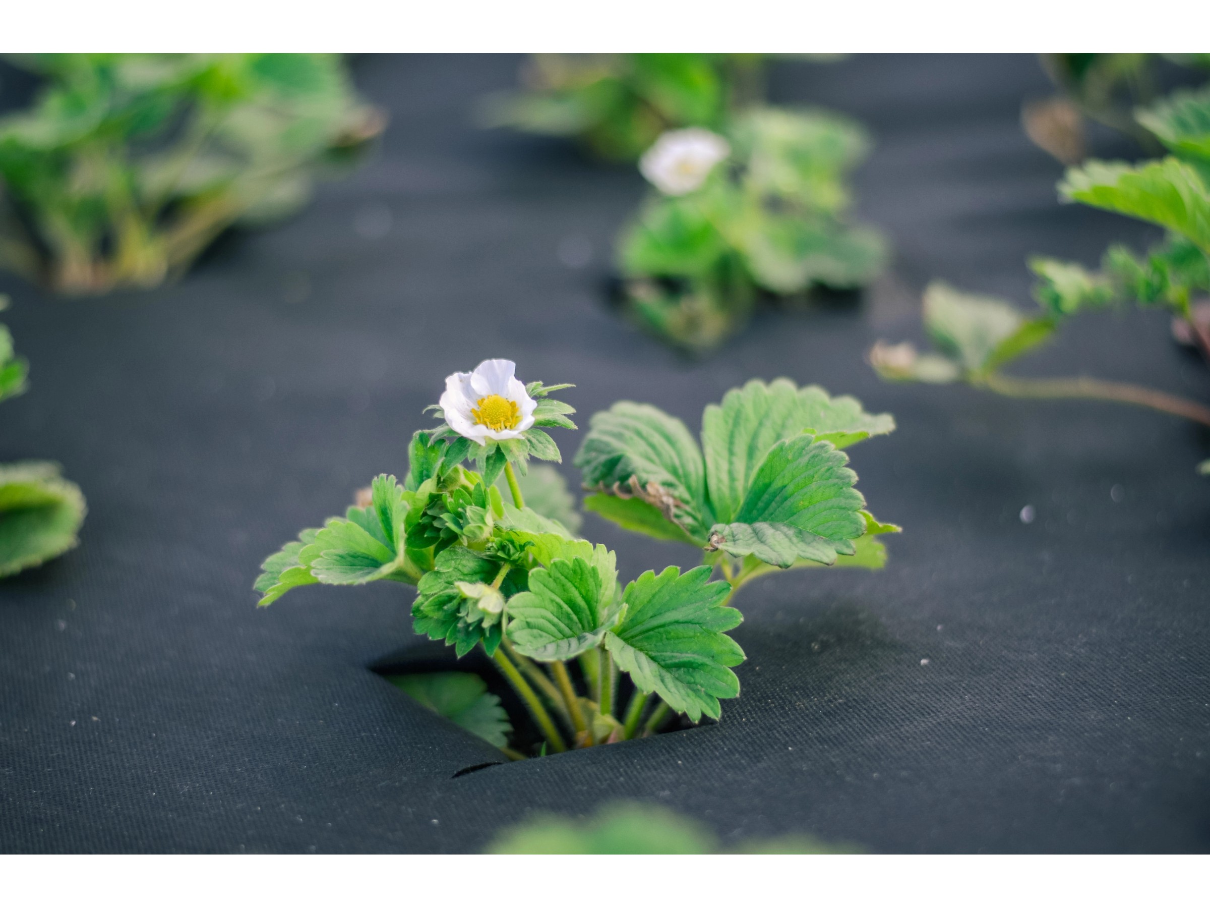 20m X 1m Unkrautvlies Gartenvlies Bodengewebe Unkrautfolie Mulchvlies 150g/m² - Foto 10