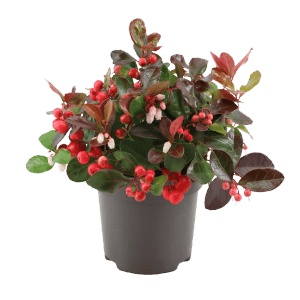 Scheinbeere Big Berry im Topf: Gaultheria procumbens mit roten Beeren und rosa-weißen Blüten.