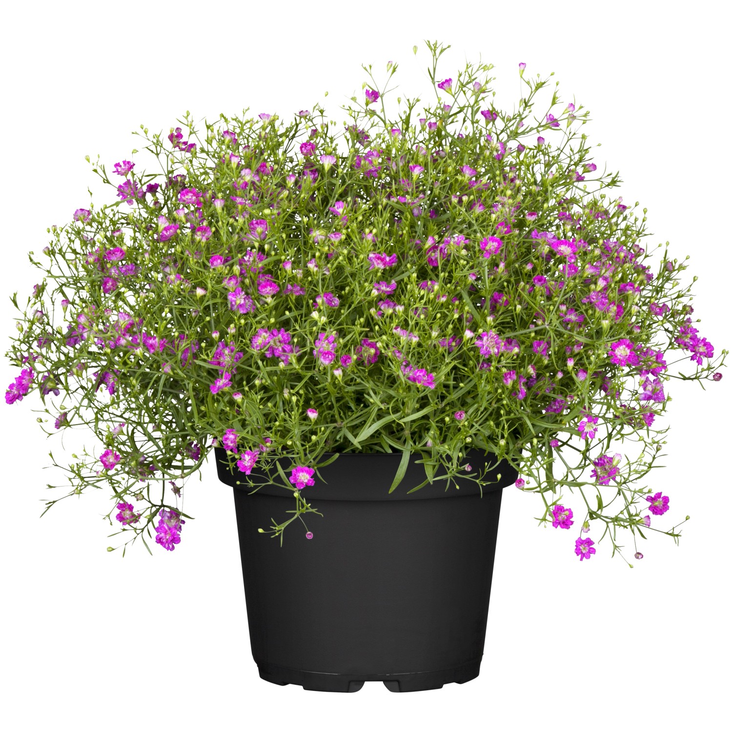 Mauer-Gipskraut Rosa Topf-Ø ca. 12 cm Gypsophila muralis günstig online kaufen