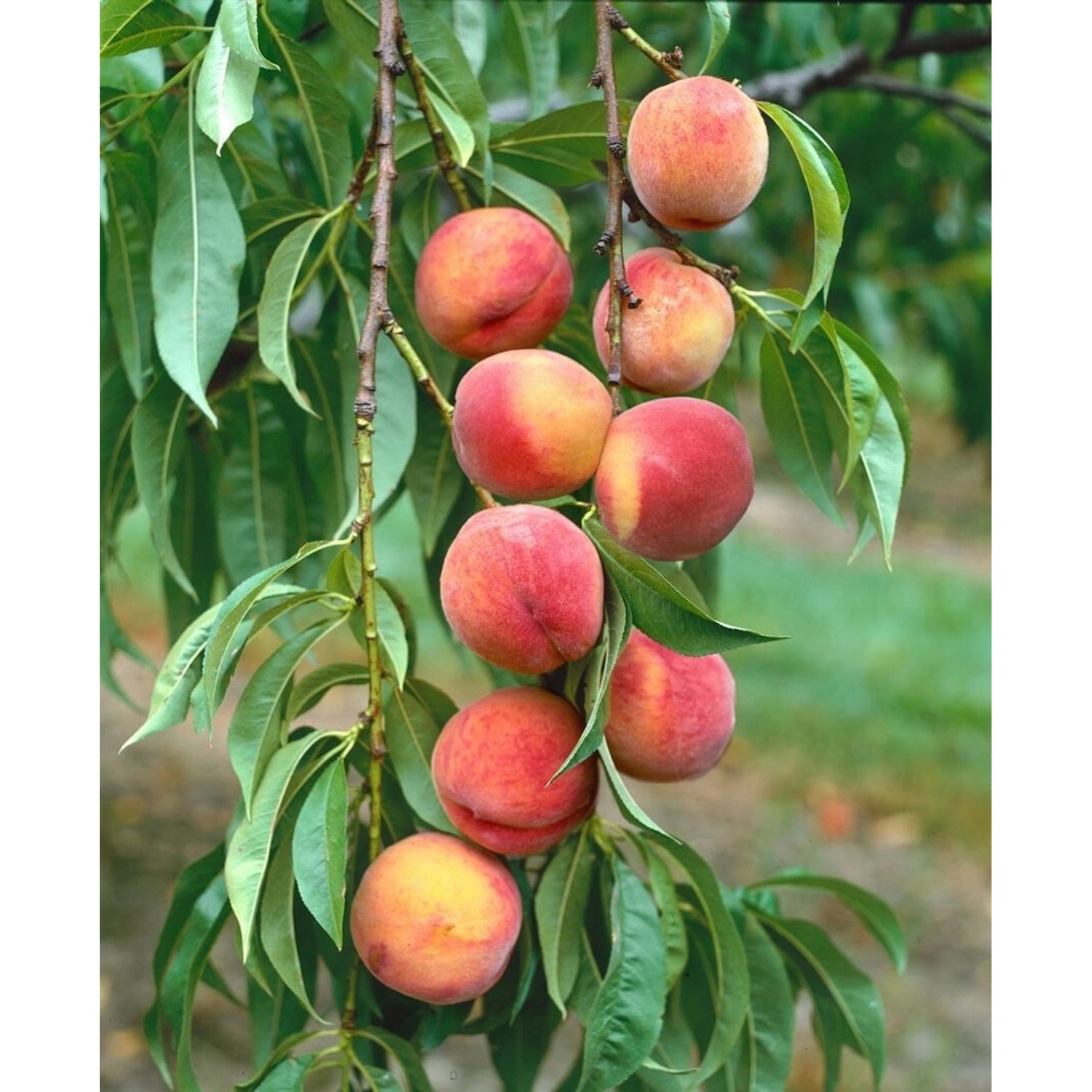 Prunus Persica Amsden Pfirsichbaum 150–200 cm günstig online kaufen
