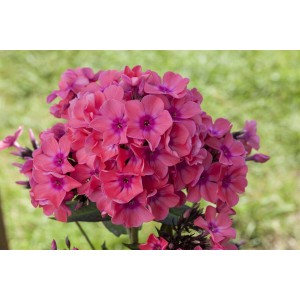 Leuchtend pinke Flammenblume (Phlox paniculata 'Pink Flame') im 11x11 cm Topf.