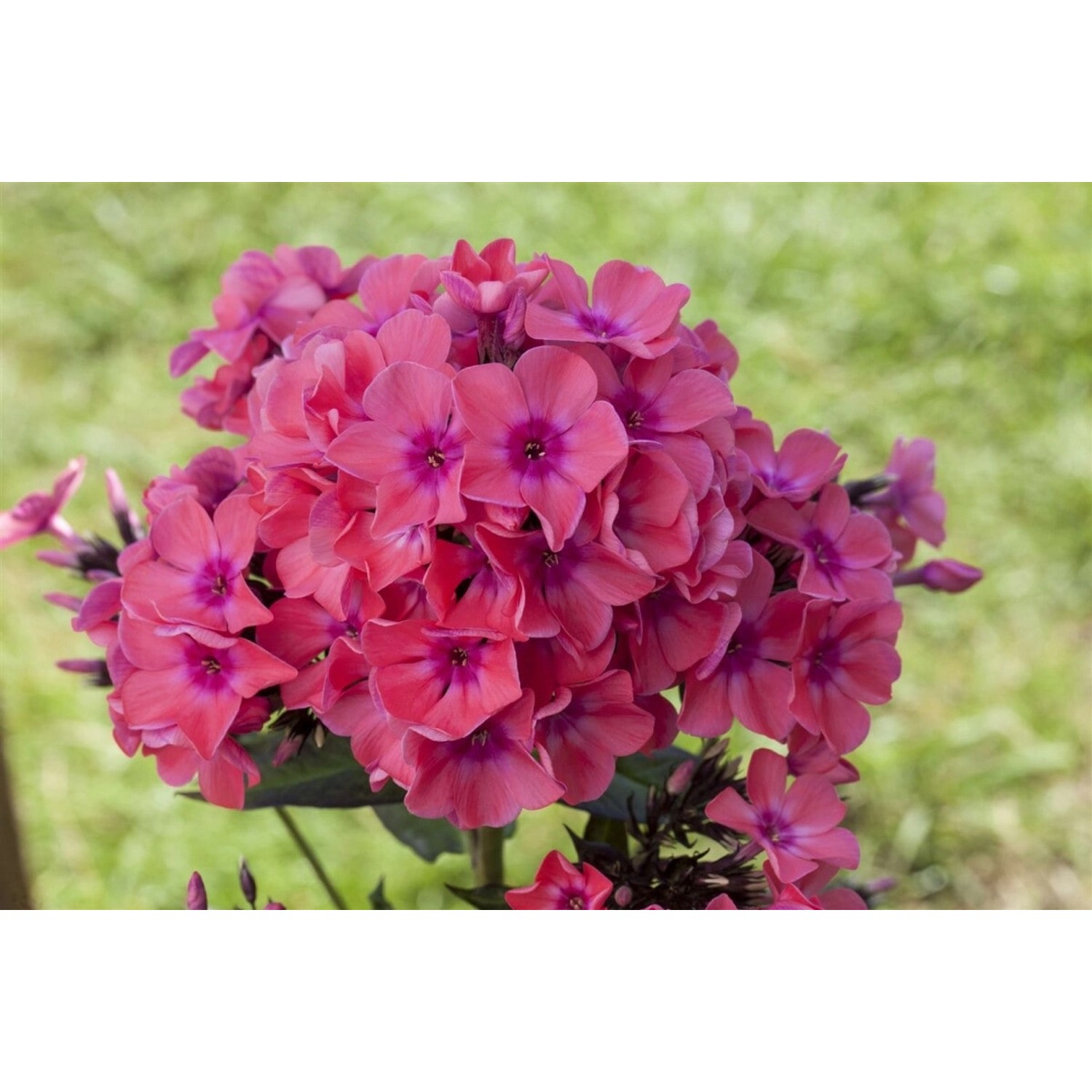 Phlox Pan.Flame-Ser.Pink Flame R Ca. 11x11 cm Topf günstig online kaufen