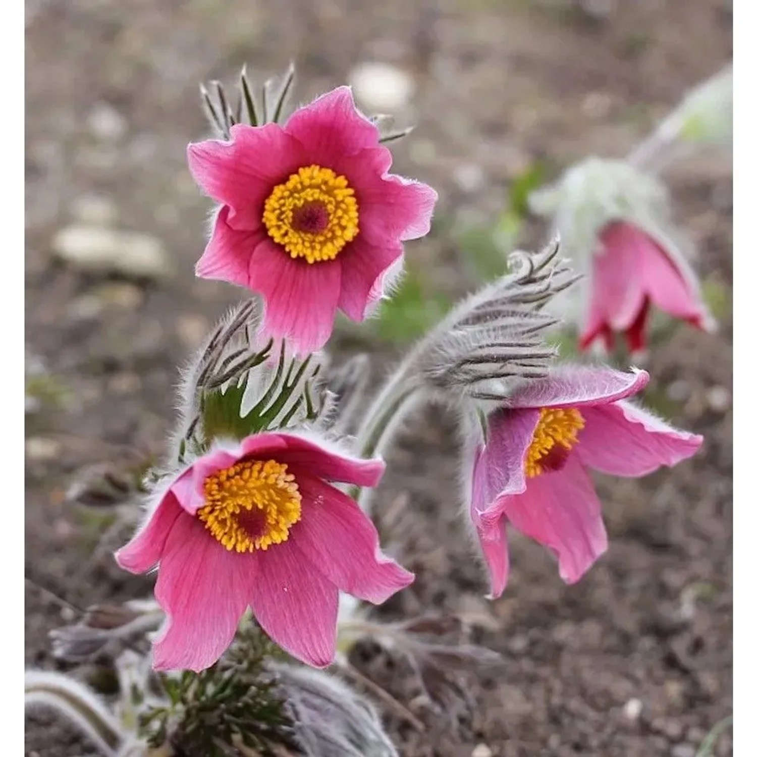 Küchenschelle Rubra - Pulsatilla vulgaris