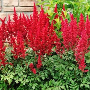 6 x Prachtspiere 'Fanal' Astilbe arendsii Topf 9cm Dunkelrote Blüten