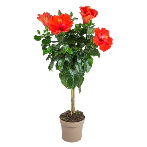 GROW by OBI Hibiskus Orange, ca. 70 cm hoch, im Topf mit leuchtend orangen Blüten.