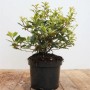 Osmanthus Heterophyllus Tricolor im Topf, bunte Duftblüte mit grün-weißem Laub.