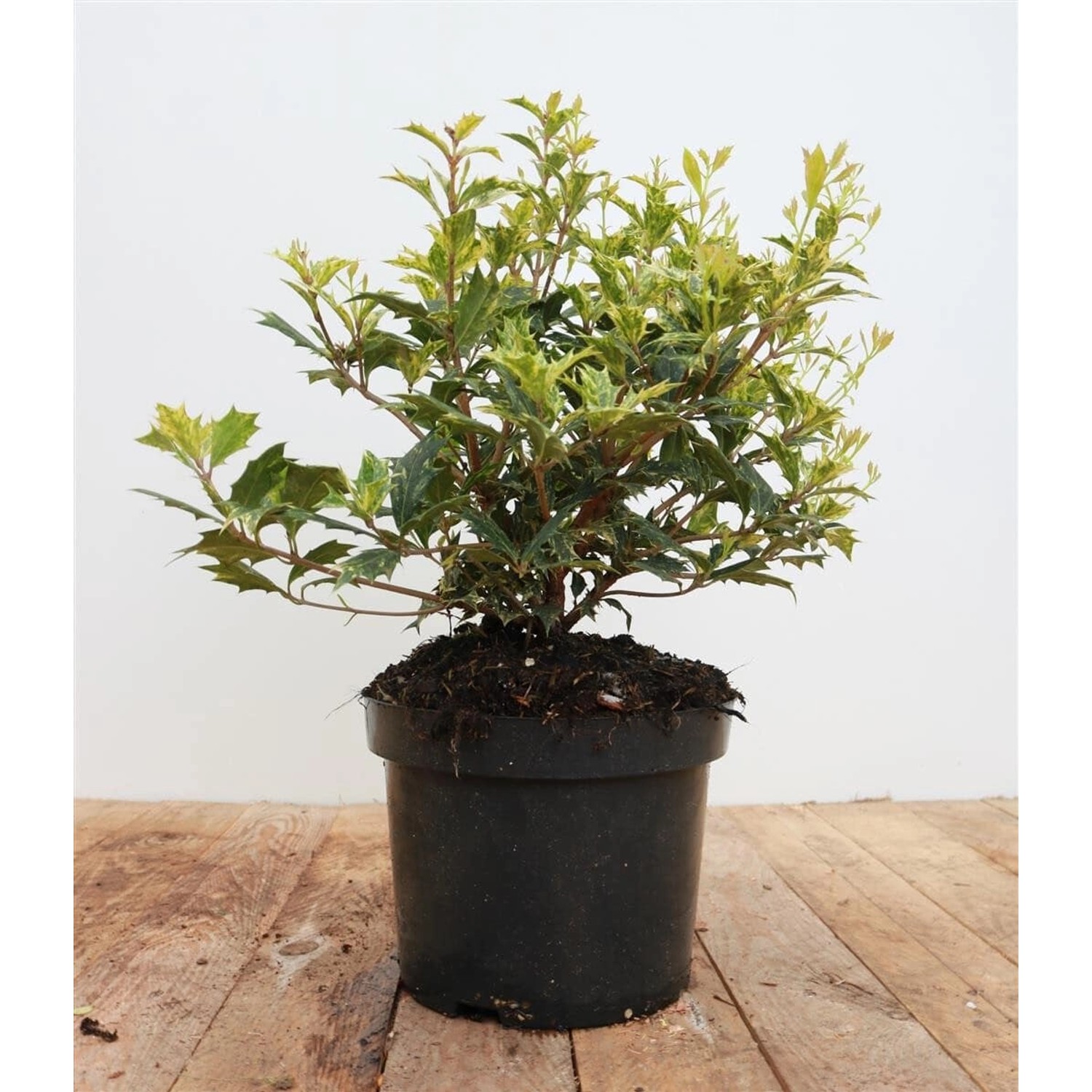 Osmanthus Heterophyllus Tricolor Buntes Laub 30–40 cm günstig online kaufen
