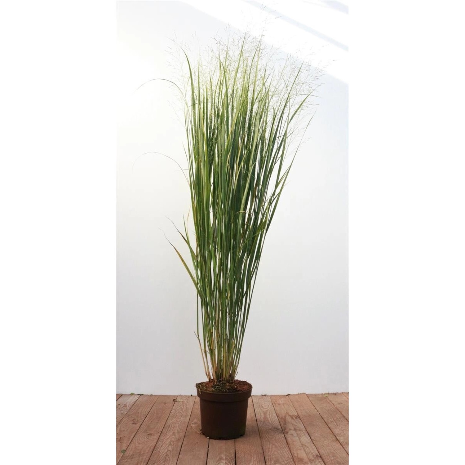 Panicum Virgatum Strictum Rutenhirse Aufrecht 3-5 Liter Container günstig online kaufen