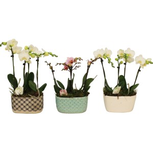 Orchideen-Arrangement im Topf (Ø 18cm) in verschiedenen Farben und Mustern.