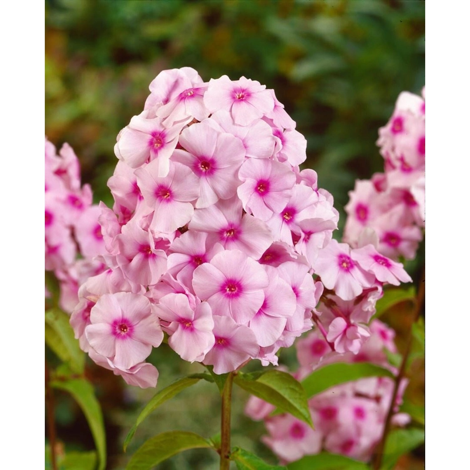 Phlox Paniculata Kirmesländler Flammenblume Ca. 11x11 cm Topf günstig online kaufen