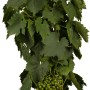 Weinrebe 'Hellgelb' im Topf, ca. 20-30 cm hoch, mit grünen Blättern und hellen Trauben.