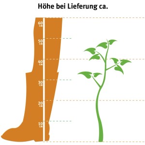 Illustration: Lieferhöhe der Bauernhortensie Forever & Ever Rosa, ca. 40-50cm.