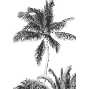 Komar Vliesfototapete Retro Palm, schwarz-weißes Palmenmotiv für die Wand.