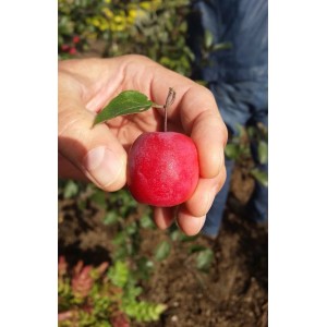 Roter Zwergapfel Appletini in Hand, ca. 80-100cm hoch.