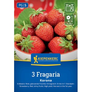 Kiepenkerl Erdbeeren Korona Fragaria x ananassa