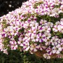 Hängende Petunie Peppy mit weiß-lila Blüten im Topf, Hängepflanze für Balkon und Terrasse.