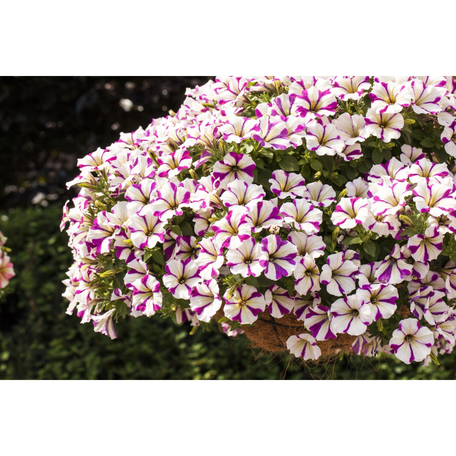 Hängende Petunie Peppy mit weiß-lila Blüten im Topf, Hängepflanze für Balkon und Terrasse.