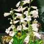 Penstemon 'White Bedder' im Topf: Weiß blühender Bartfaden, ideal für Beet und Kübel.