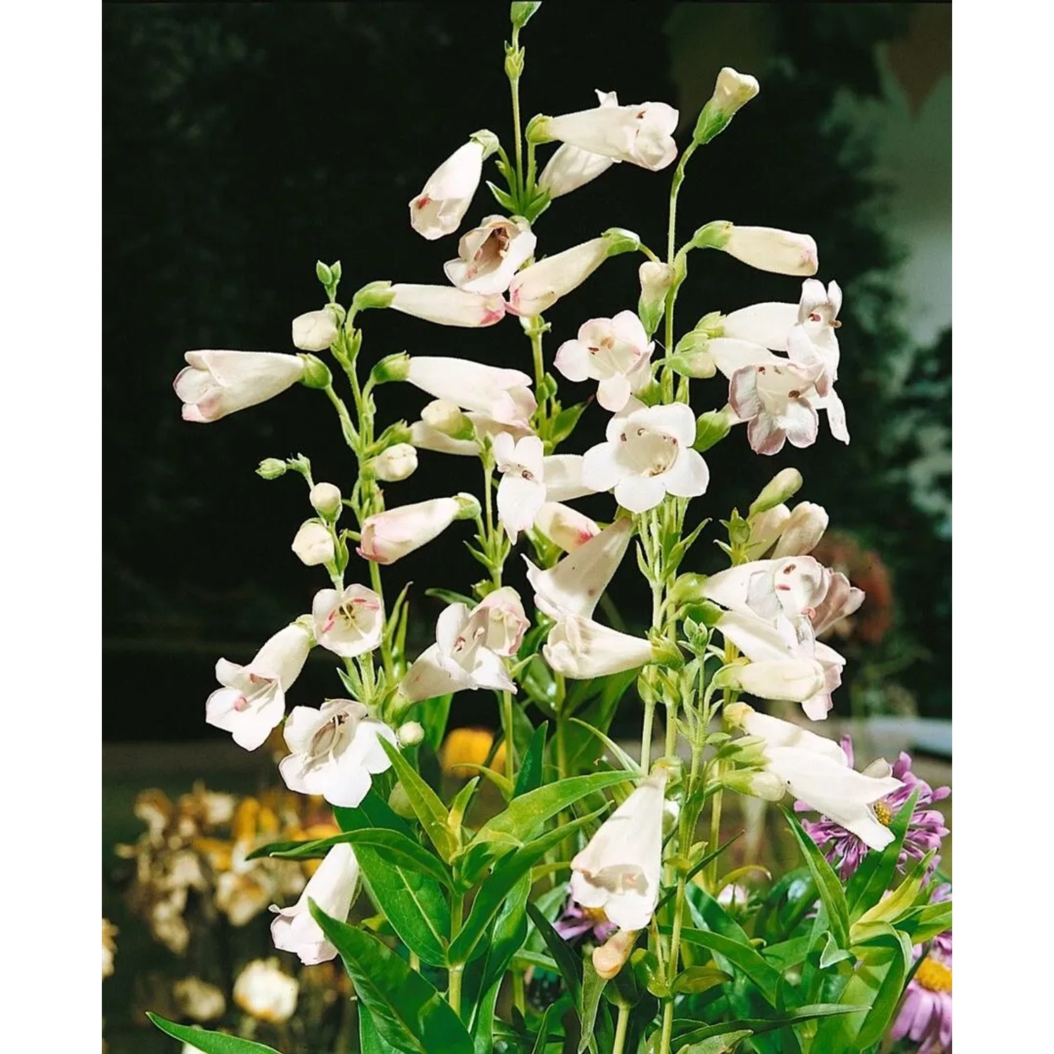 Penstemon 'White Bedder' im Topf: Weiß blühender Bartfaden, ideal für Beet und Kübel.