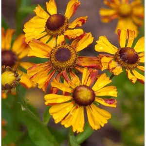 Nahaufnahme der gelb-roten Blüten der Sonnenbraut Wesergold Staude.