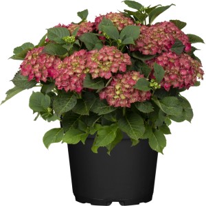 Bauernhortensie 'Rot' im Topf, ca. 30-50 cm hoch. Kräftige, rote Blüten und grüne Blätter.