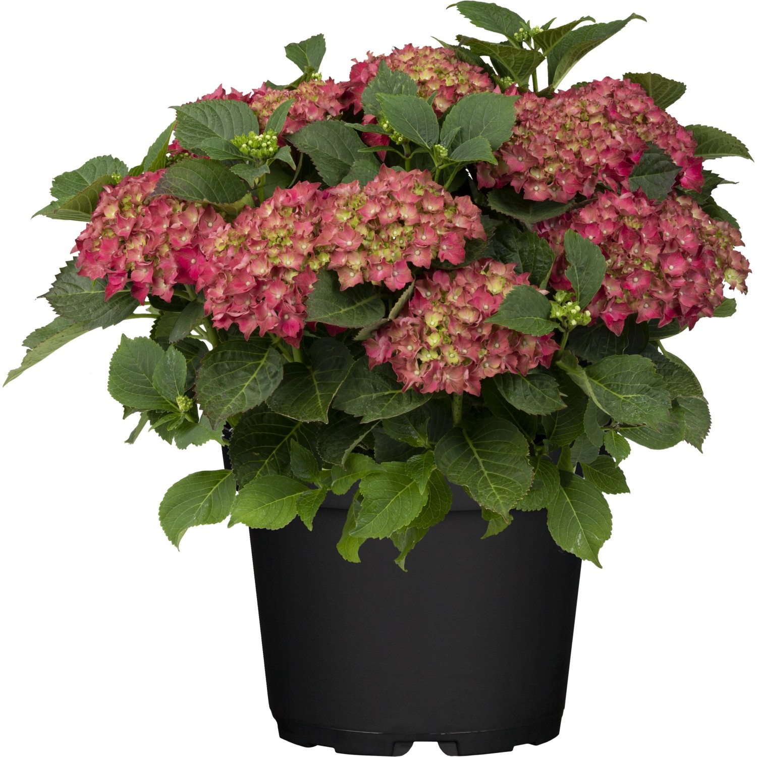 GROW by OBI Bauernhortensie Rot ca. 30 - 50cm Topf ca 5, Hydrangea macrophylla