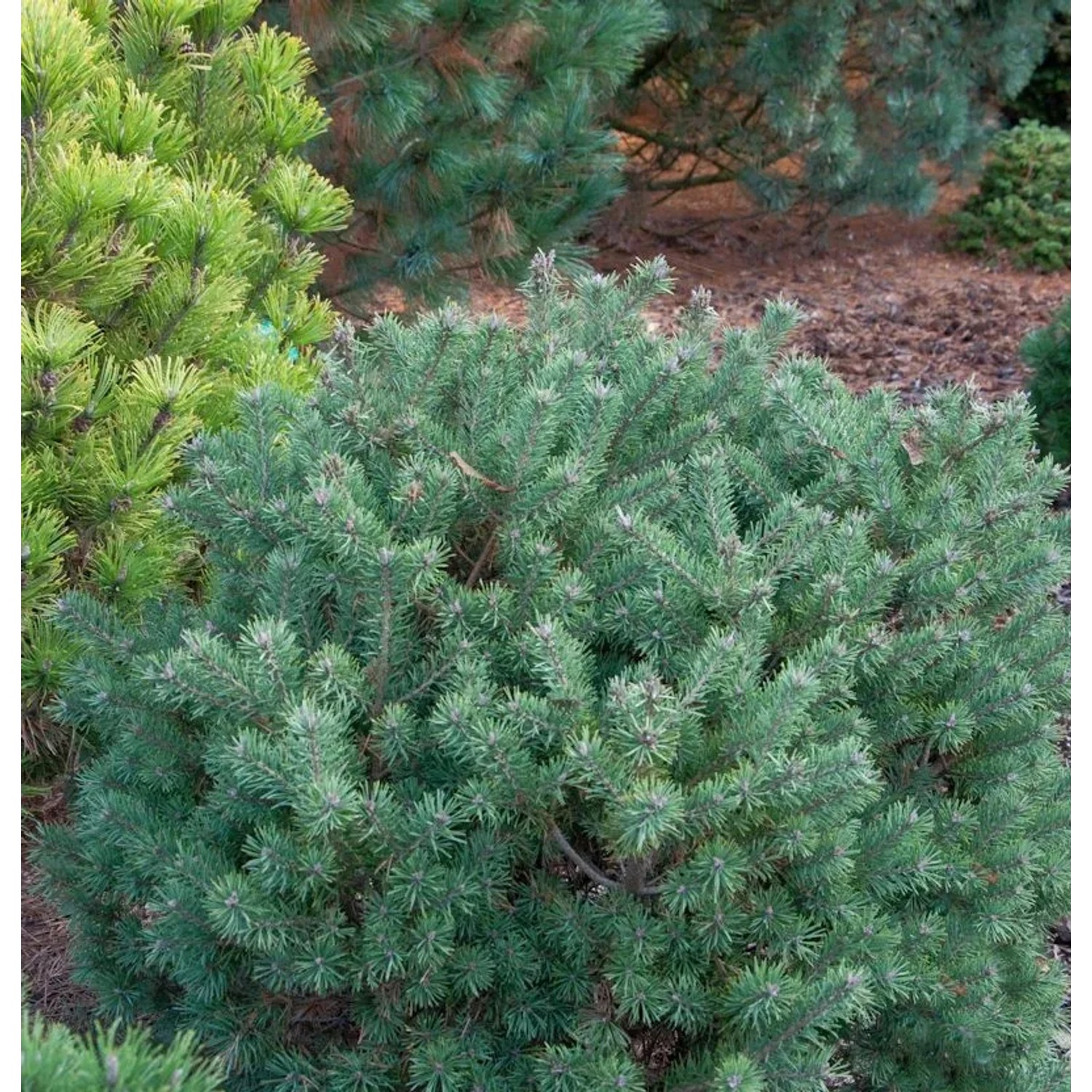 Lettische Zwerg Waldkiefer 60-70cm - Pinus sylvestris