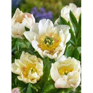 Nahaufnahme der gelben Paeonia Prairie Charm Pfingstrose im 5-7,5 Liter Container.
