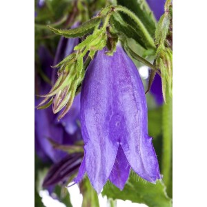 Nahaufnahme: Violette Punktierte Glockenblume (Campanula Punctata Sarastro) im Topf.