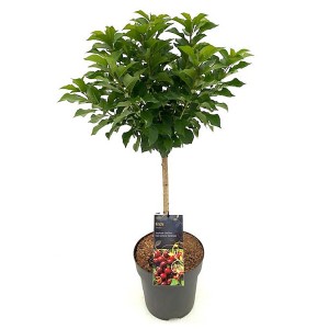 Zwergobst-Stämmchen im Topf, ca. 80-120 cm hoch. Verschiedene Sorten verfügbar.