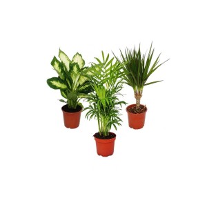 Exotenherz Zimmerpflanzen Mix II: 3er Set Dieffenbachia, Chamaedorea, Dracena im Topf.
