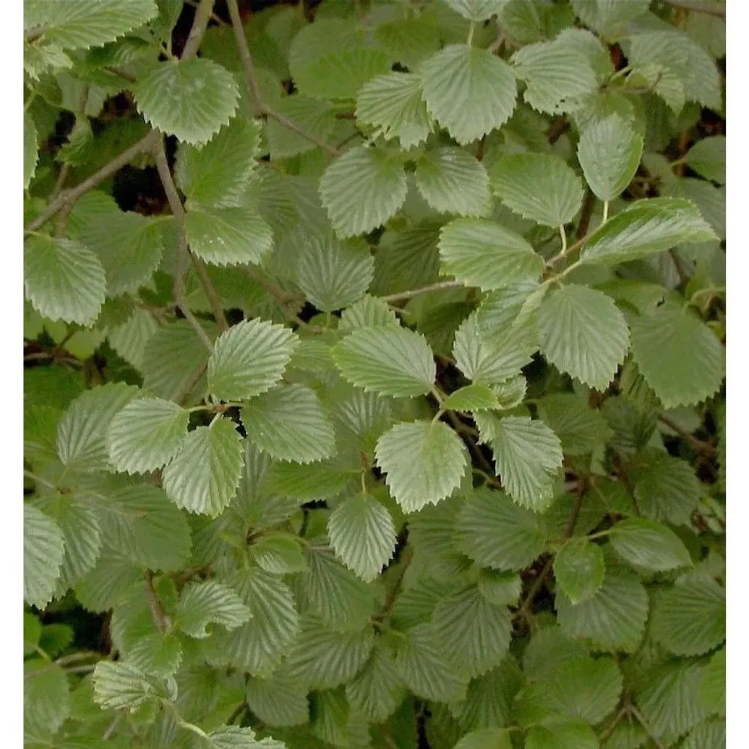 Gezähnter Schneeball Blue Muffin 100-125cm - Viburnum dentatum