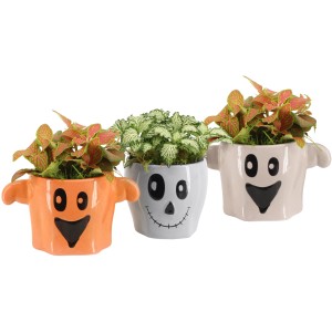 Fittonie im Halloween-Topf, verschiedene Farben und Designs. Dekorative Grünpflanze.