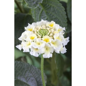 Beetstamm mit weißen Blüten, Topf ca. 19cm, ideal für Balkon und Terrasse.
