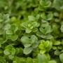 Detailaufnahme des grünen Buxus sempervirens 'Herrenhausen', einer Heckenpflanze.