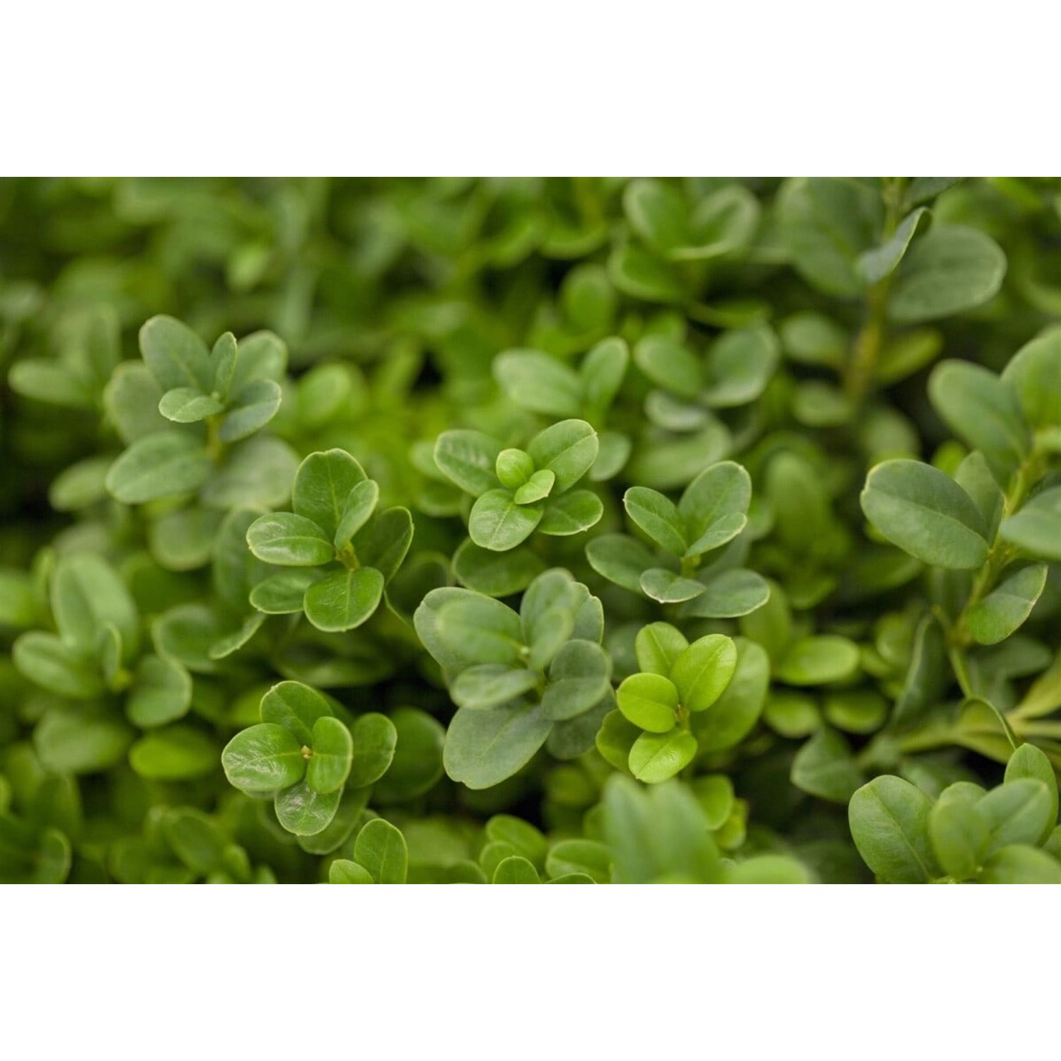 Buxus sempervirens 'Herrenhausen' 40-50 cm günstig online kaufen