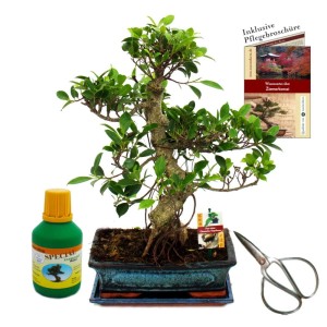 Chinesischer Feigenbaum Bonsai Set mit Schere, Dünger und Pflegebroschüre in blauer Schale.