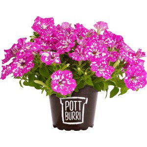 Pottburri Petunie Sonderfarben im Topf, pink mit weißen Punkten. Hängepflanze für Beet und Balkon.