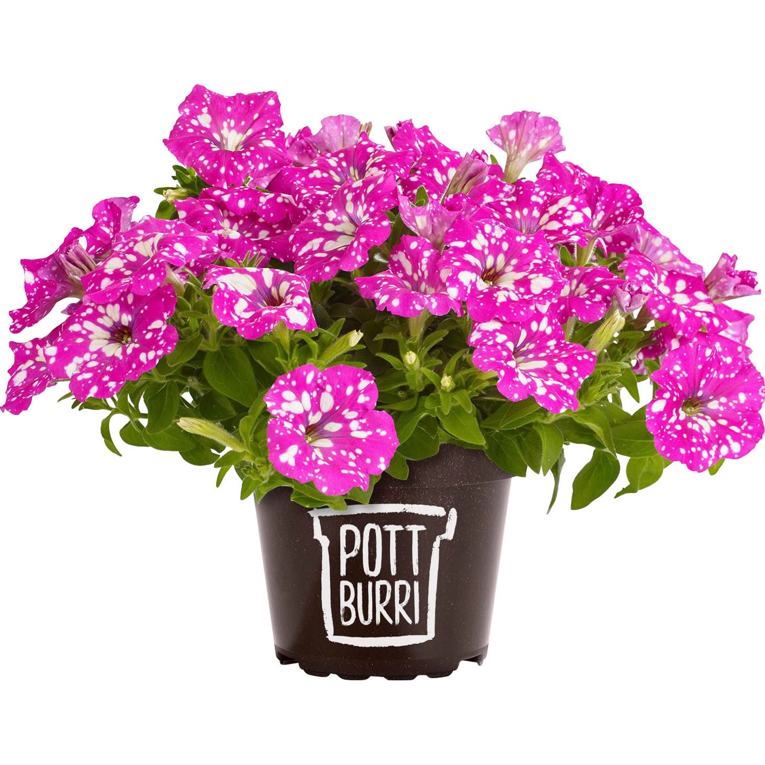 Pottburri Petunie Sonderfarben im Topf, pink mit weißen Punkten. Hängepflanze für Beet und Balkon.