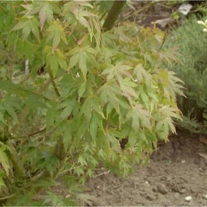 Fächerahorn Aoyagi (Acer palmatum) mit grünen Blättern im Garten.
