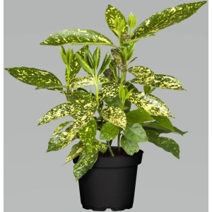Japanische Aucube Variegata im Topf, ca. 30-40 cm hoch, mit gelb gesprenkelten Blättern.