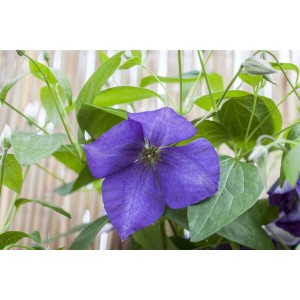 Nahaufnahme einer violetten Clematis Jackmanii Waldrebe mit grünen Blättern vor hellem Hintergrund.