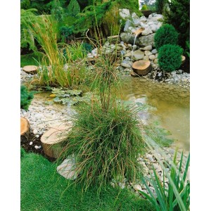 Thuja 'Filiformis' (150 cm) im Garten am Teich mit Wasserfall. Heckenpflanze mit grünen, fadenförmigen Nadeln.