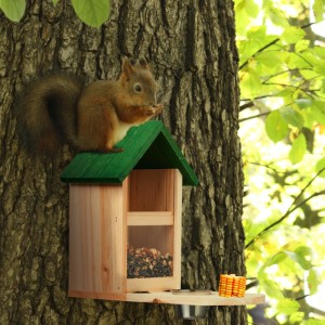 Relaxdays Eichhörnchen Futterhaus Tannenholz Natur Grün mit Wassernapf 28 cm x 17 cm x 28,5 cm 0,6 kg