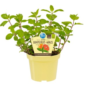 Blu Grapefruitminze im Topf (ca. 12 cm Ø). Küchenkräuter mit aromatischem Duft und vielseitiger Verwendung.