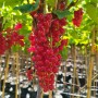 Johannisbeere Rovada (Ribes rubrum) mit roten, reifen Beeren an langen Trauben.