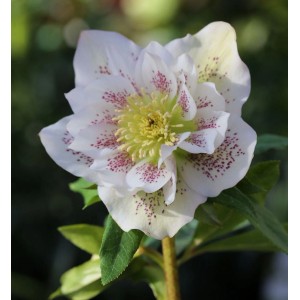 Nahaufnahme einer weißen, gefleckten Christrose (Lenzrose Double Ellen White Spotted).