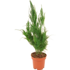 Zarter Zierspargel (Asparagus plumosus) im Topf, eine dekorative Grünpflanze für helle Standorte.